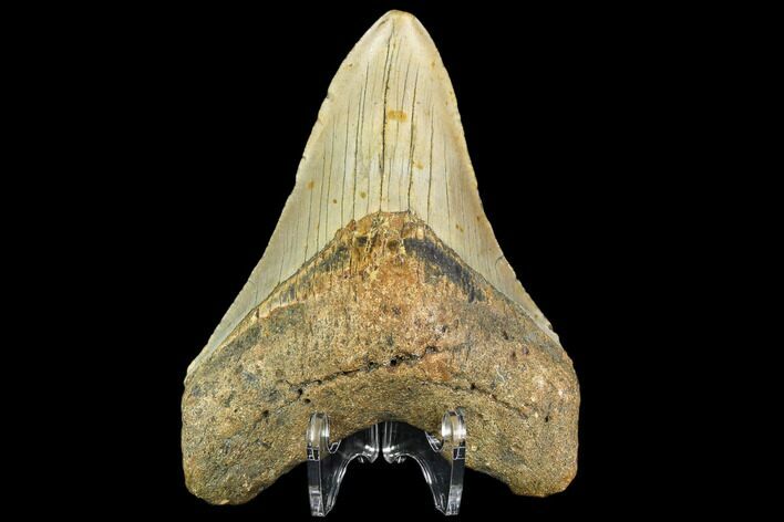Fossil Megalodon Tooth - North Carolina #109858